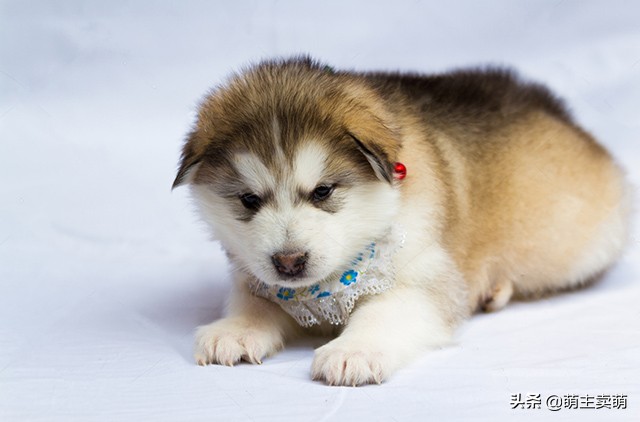 阿拉斯加犬下崽后没奶怎么回事,阿拉斯加产后吃什么