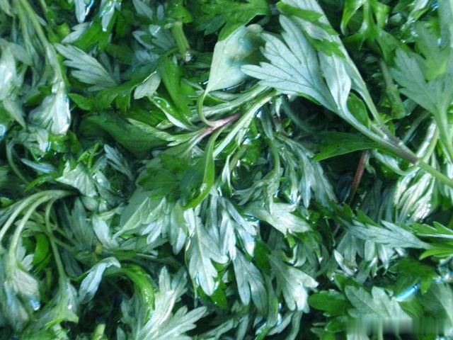 为什么一定要用三年艾叶,中药艾叶的正确使用方法