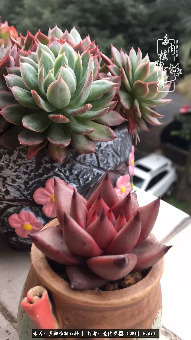 转角遇见多肉,遇见多肉治愈自己