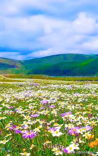 7月能去若尔盖,花湖若尔盖七月天气