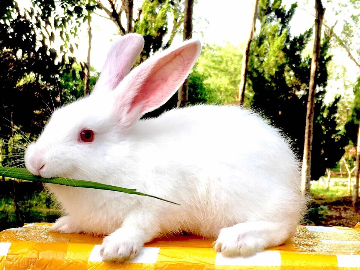 兔子脚流血自己能好吗,兔子脚流血可以用碘酒消毒吗