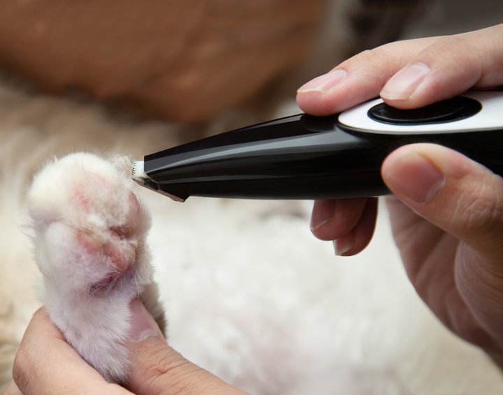 猫咪的脚毛怎么处理,猫咪脚毛为什么要剪