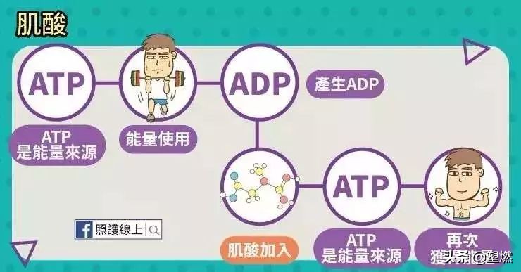 肌酸补剂的选择,肌酸补剂和纯的一水肌酸