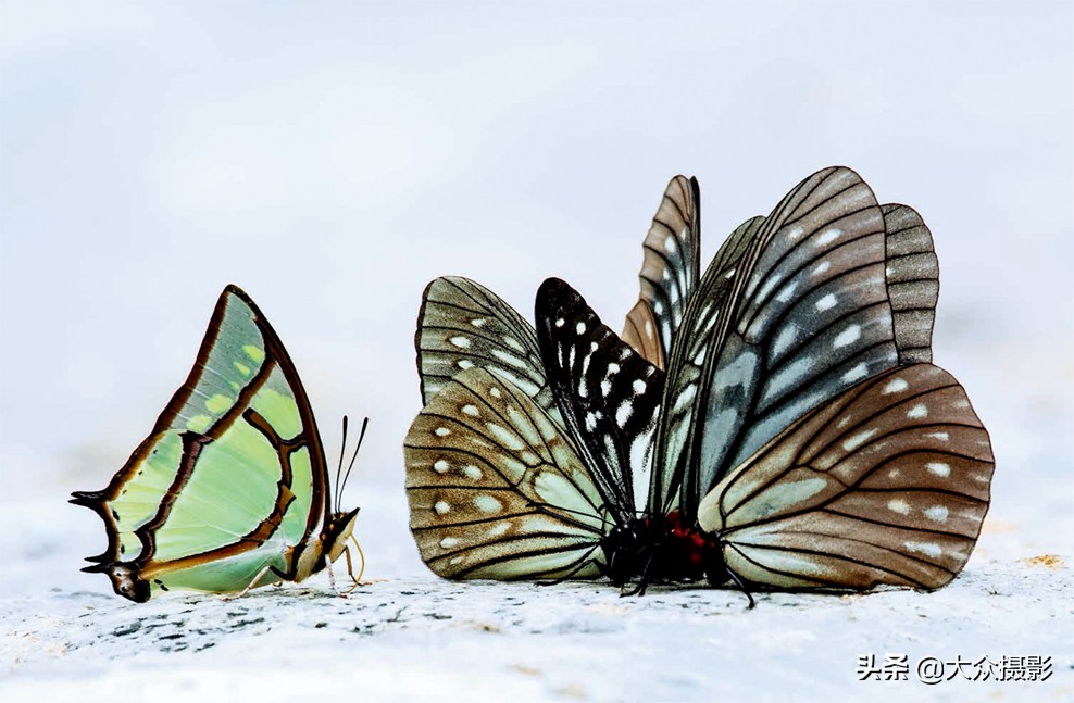 美丽之上,自然生态摄影介绍