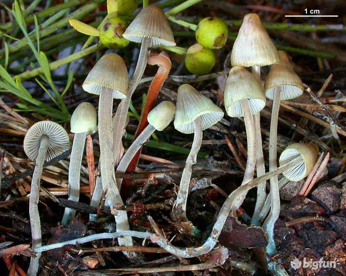 明日方舟灰蕈迷境隐藏结局,明日方舟灰蕈谜境商人