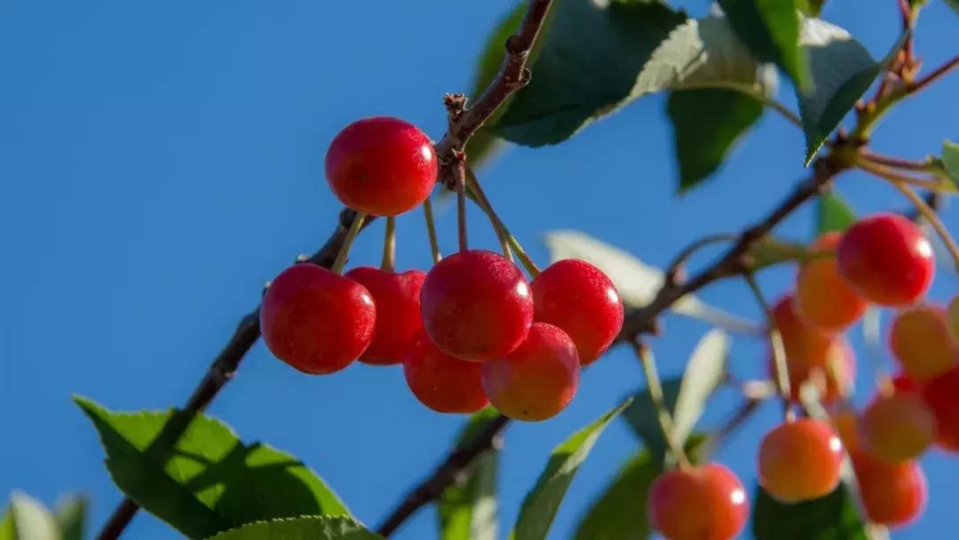 成都出发不到1h！3000多亩樱桃桑泡er随你摘，吃不饱算我输！