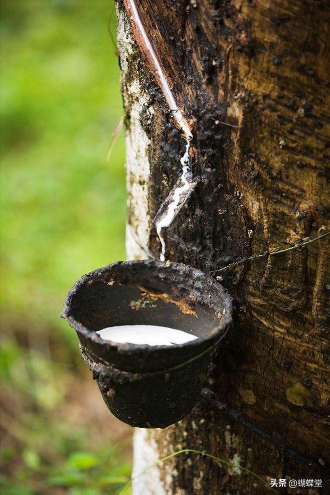 依裳之美｜天然乳胶内衣，消费者复购率达到98%，这是为什么呢？