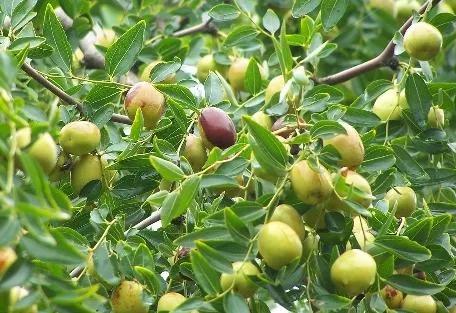 四季应季水果蔬菜,一年四季的时令蔬菜水果