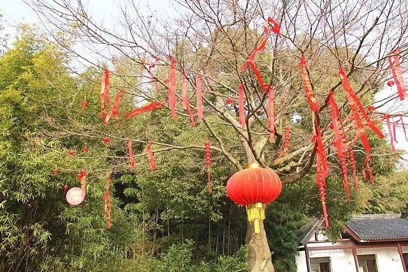 穹窿山风景区:金猪绘新春年味快乐过传统新年!