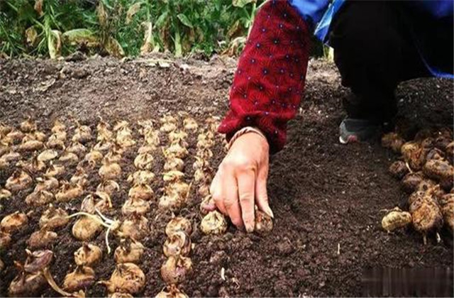 马蹄又名荸荠的栽培技术,荸荠种杨梅的栽培管理视频
