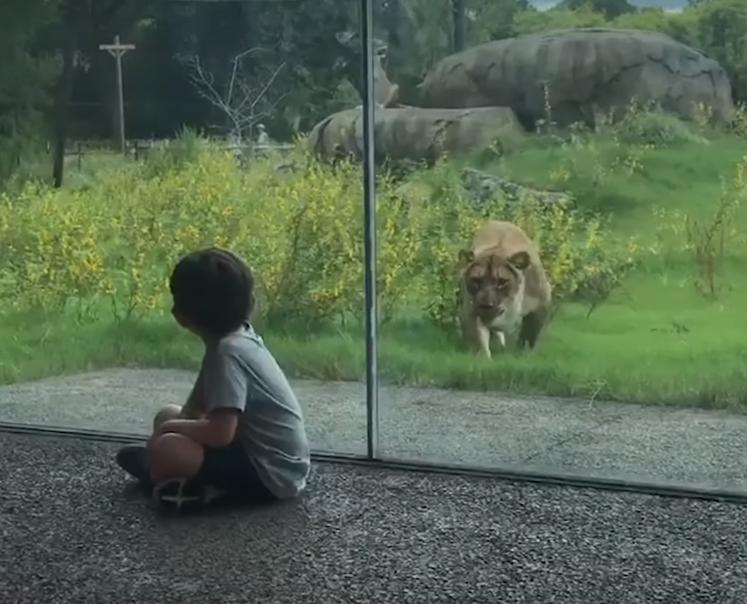 狮子为了救孩子从动物园跑出来,动物园狮子隔着玻璃扑人