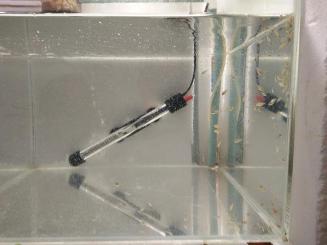 上滤缸改造,一个氧气泵通四个鱼缸