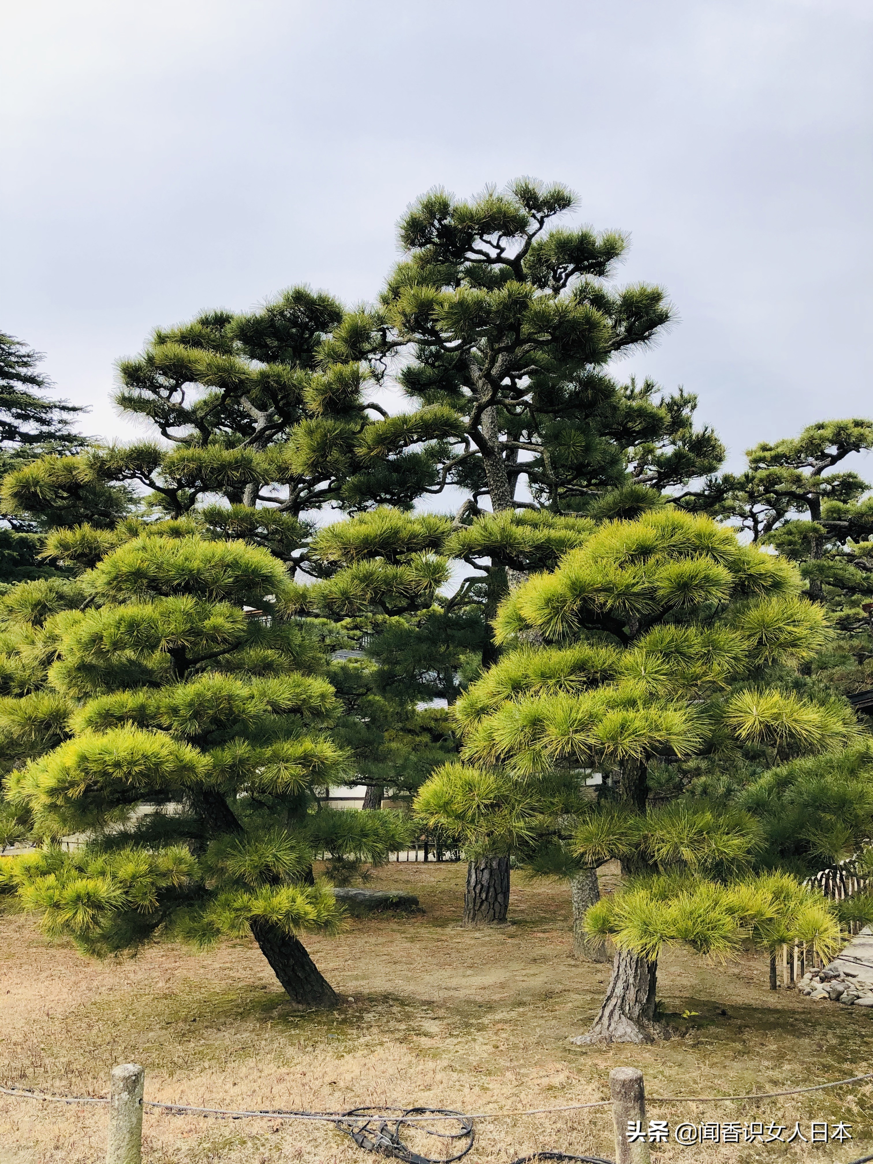 日本的米其林三星餐厅,日本米其林三星参观