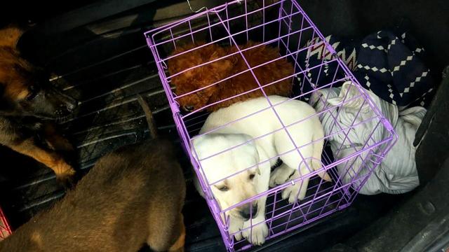 小伙去狗场抓德牧,开封狗市抓狗