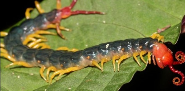 亚马逊丛林有哪些特点,亚马逊雨林有多恐怖颠覆你的三观