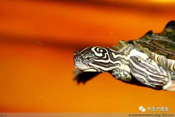 正宗的地图龟,史上最差的地图龟