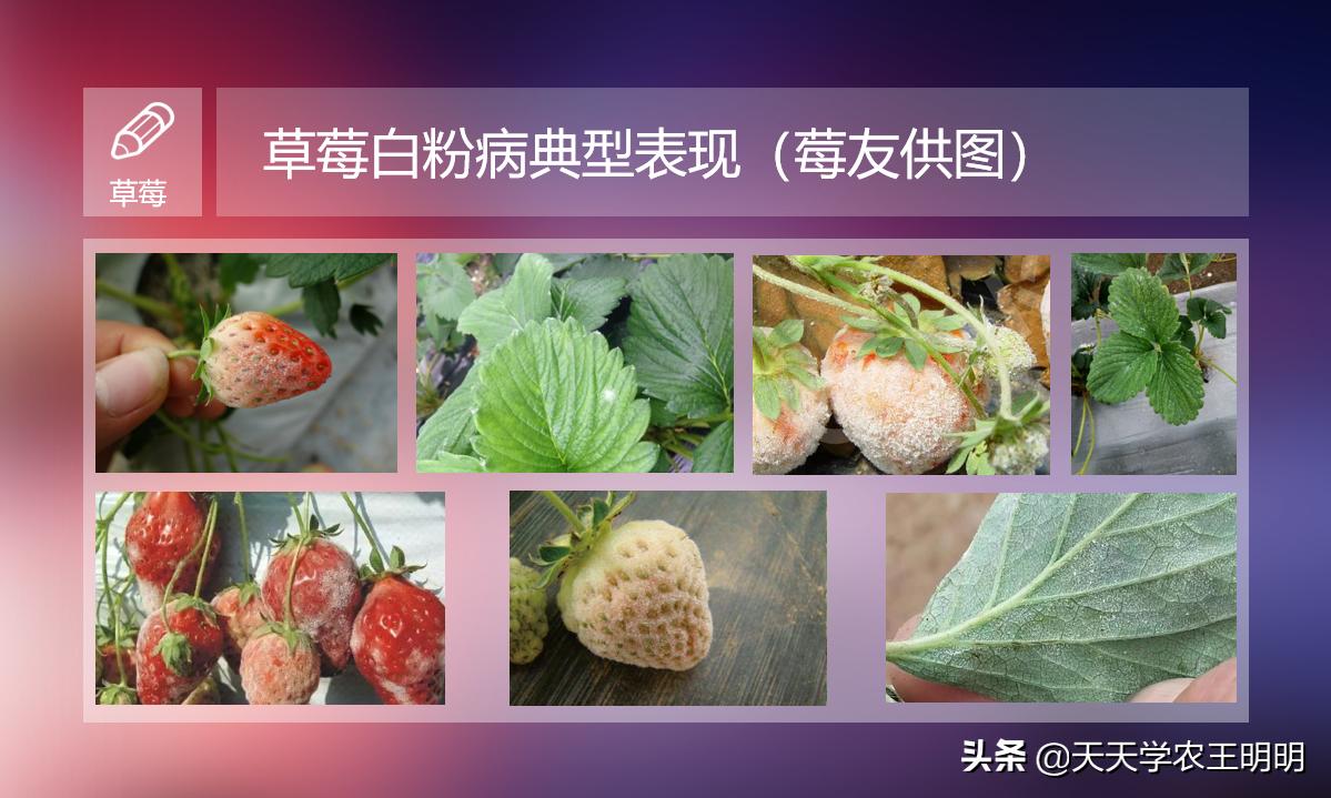 草莓白粉如何防治,草莓白粉怎么去除