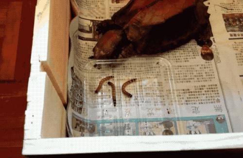 有一种龟为什么叫锯缘龟,锯缘龟八角灵龟