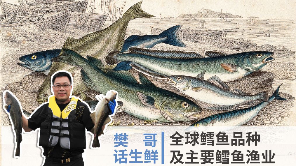 樊哥说中国美食,樊哥讲冰鲜生鲜