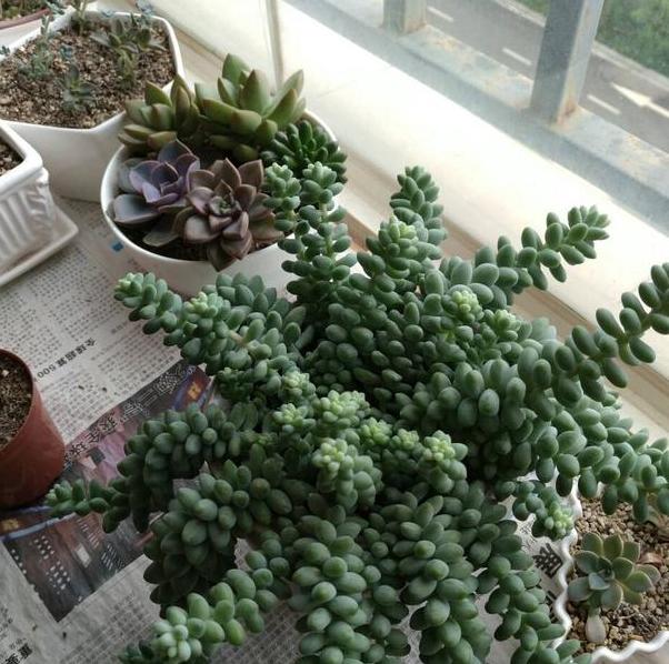 多肉玉缀盆景,多肉玉缀锦图片