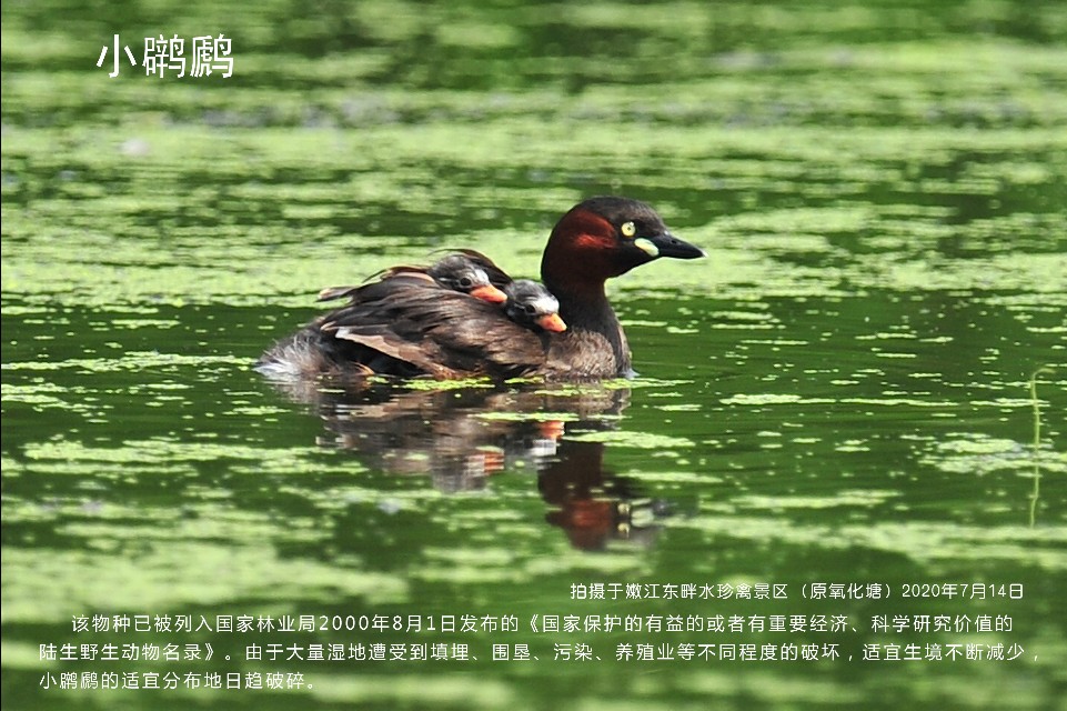 榻愰綈鍝堝皵瀚╂睙涓滄按鐝嶇鍏洯,榻愰綈鍝堝皵瀚╂睙涓滄按鐝嶇婀垮湴鍏洯