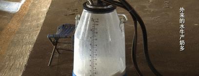 水牛也有牛奶吗,水牛也产奶吗