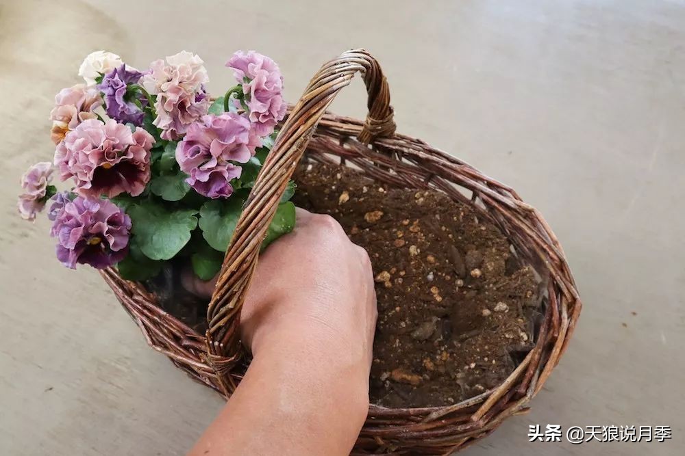 三色堇花卉盆栽,四季开花盆栽三色堇