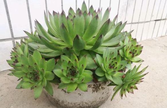 观音莲怎么养才能长一圈,养观音草的方法