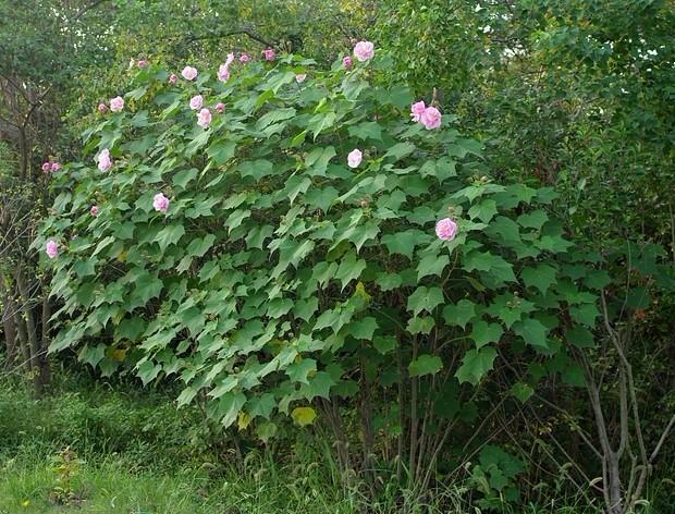 咏荷花古诗朗诵,古诗《荷花》诗句