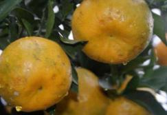 龙之道柑橘虫害防治,龙之道柑橘