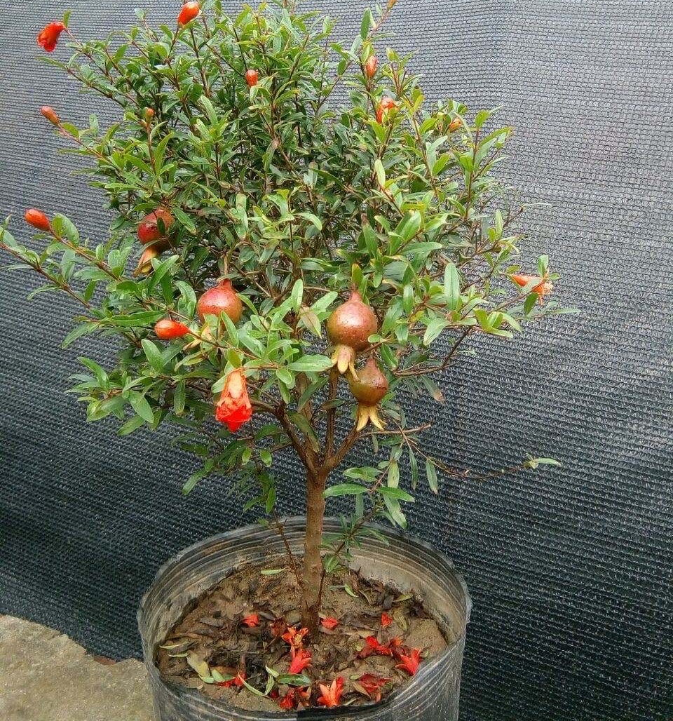 石榴种多久才能开花,盆栽石榴开花结果期怎么施肥