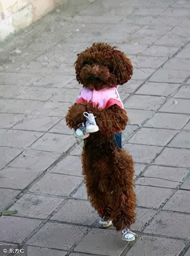 泰迪老是拱屁股怎么回事,泰迪头拱地脚刨地为什么