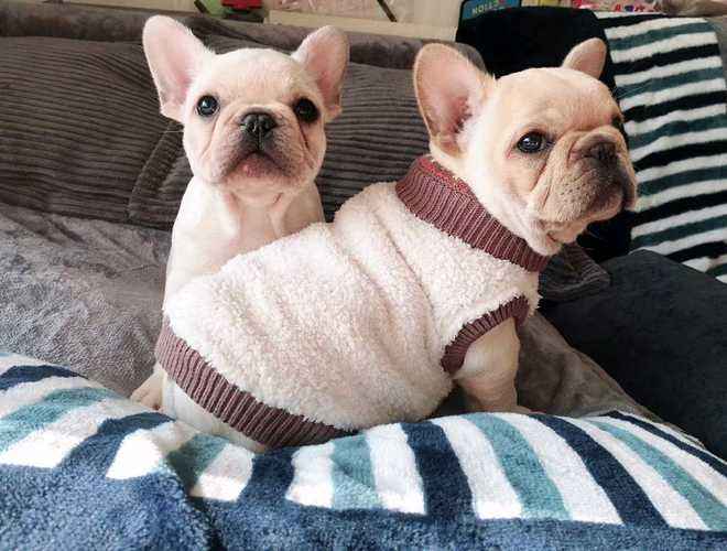 7个饲养法国斗牛犬的“小心机”，难怪别人家的狗能活这么久