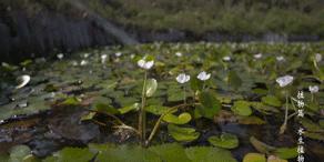 最可爱又好养的水生植物,可爱又好养的水生植物