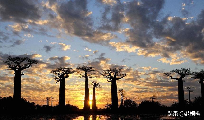 马达加斯加真土豪，红木多得像白菜，做米缸要用紫檀木