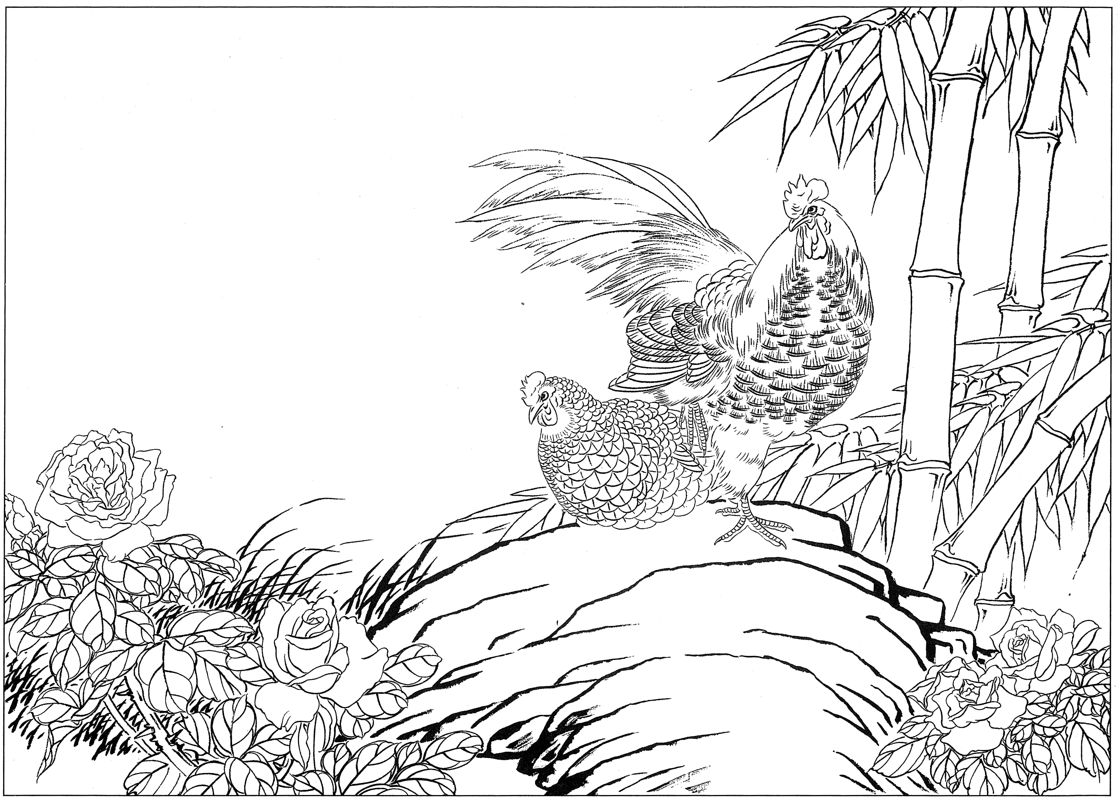 白描鸡图片大全,鸡的工笔画法