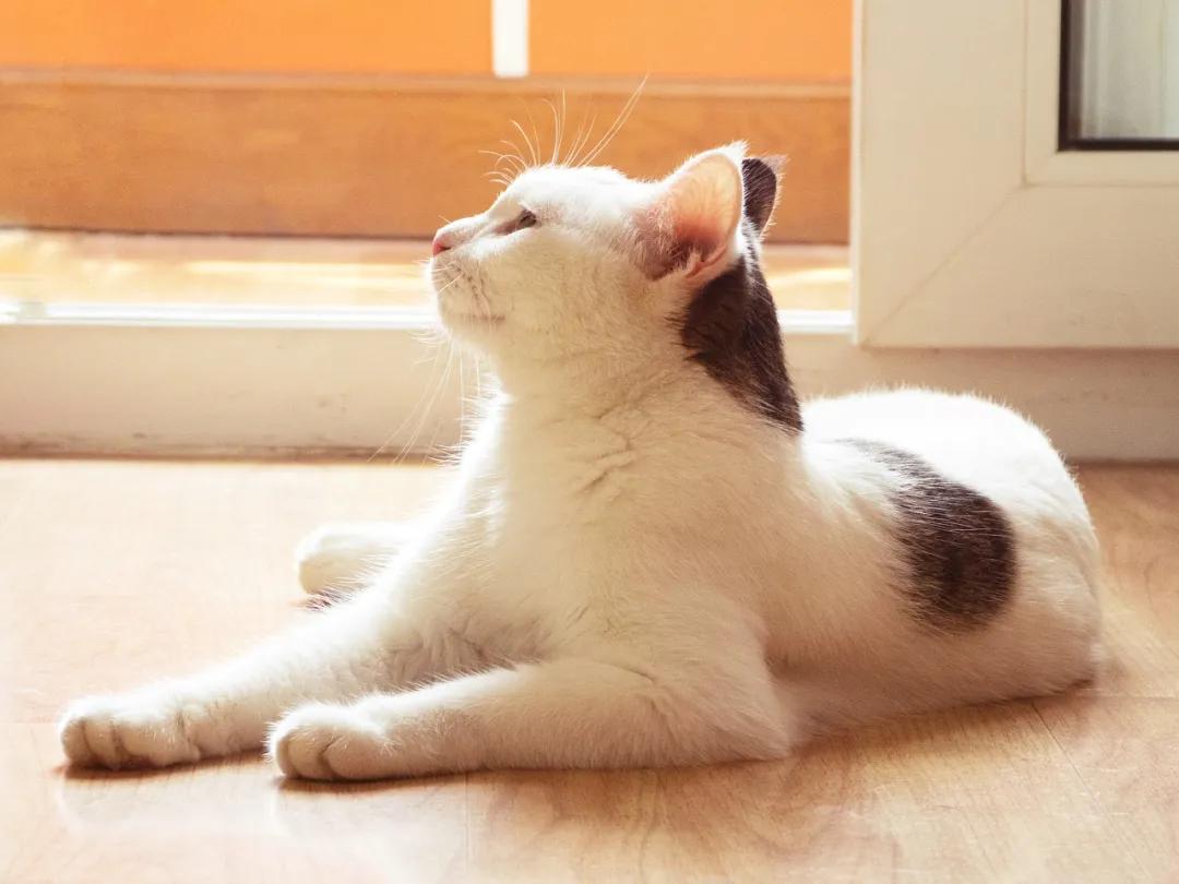 如果不给猫做绝育一辈子能生几窝,到底有没有必要给猫咪绝育