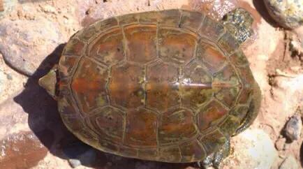 黄喉石龟图片大全,欧洲黄喉