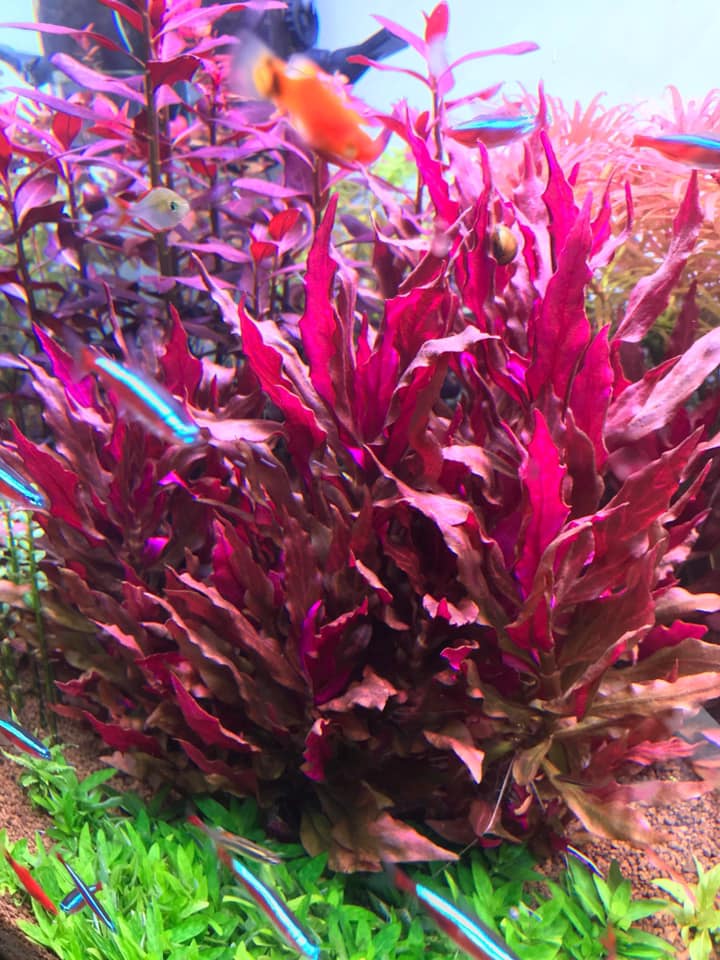 没有灯的鱼缸可以养水草吗,水草缸造景可以不用灯吗