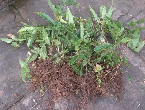 淫羊藿的种植技术与收购价格,淫羊藿种子种植方法