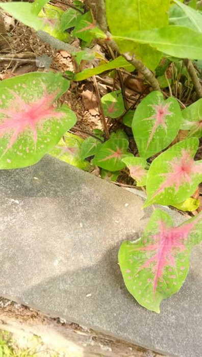 红水芋头,红水芋头图片