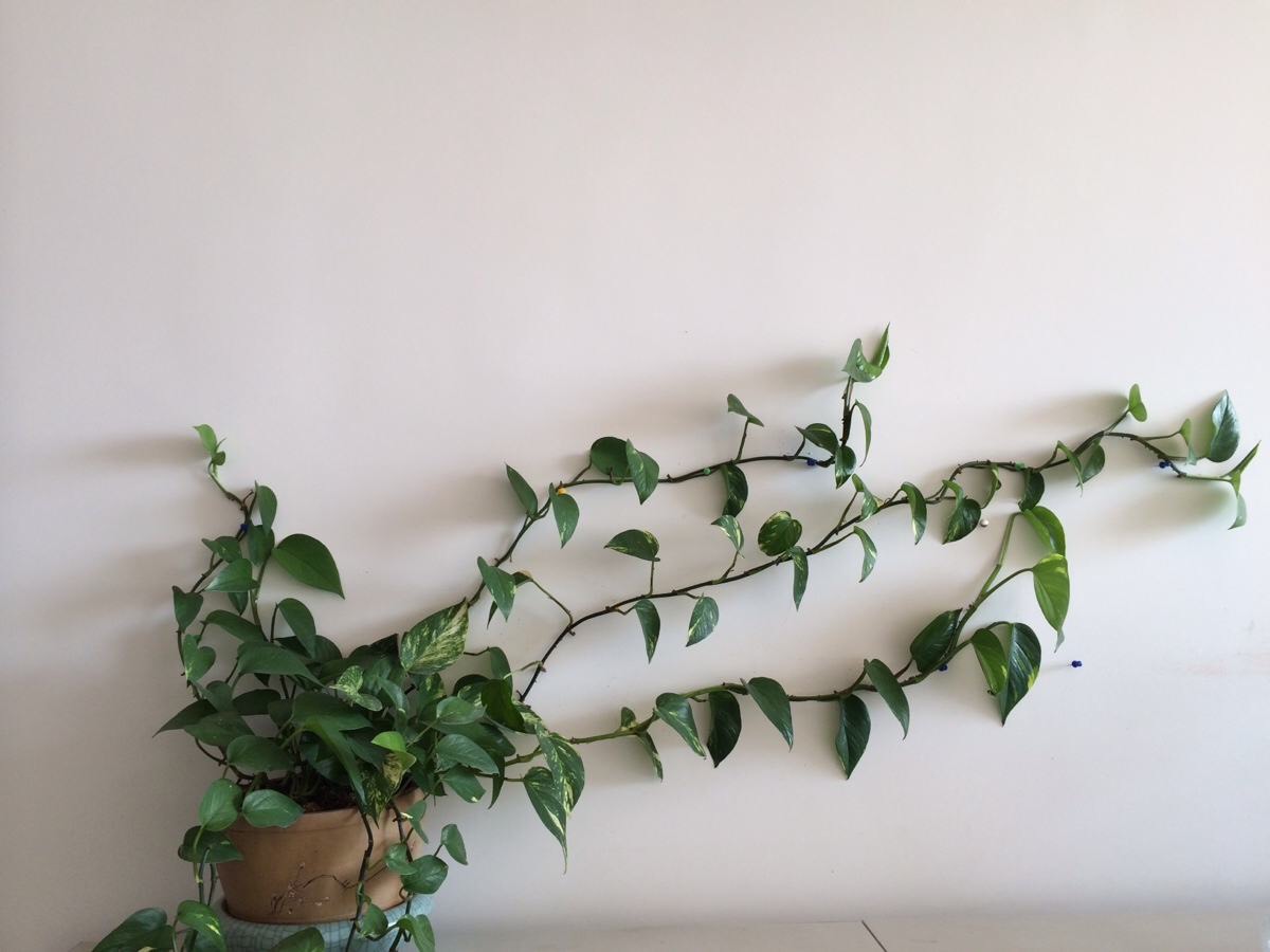 绿萝怎么一直出现黄叶,绿萝黄叶是什么原因咋办