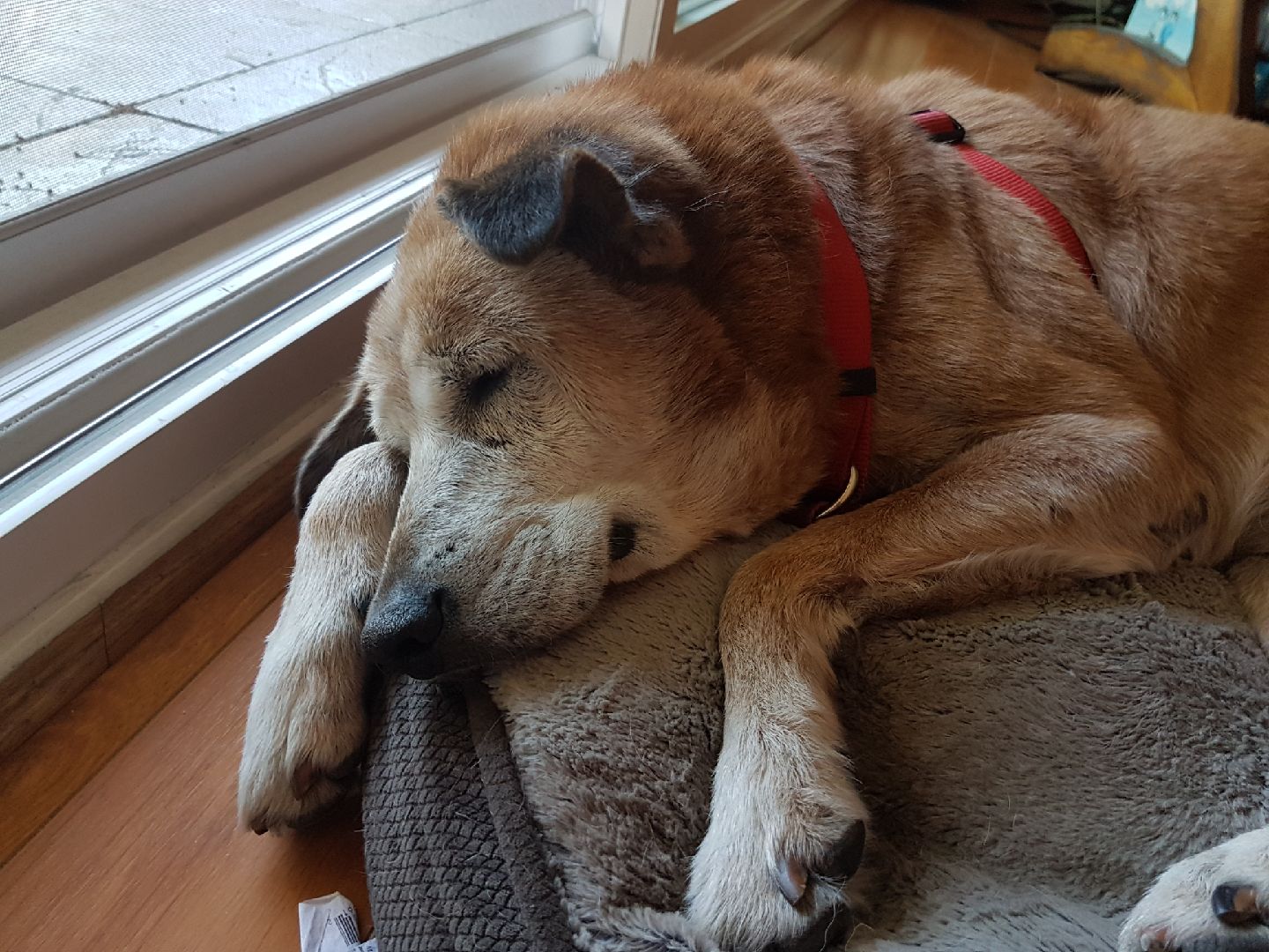 如果狗狗去世了该怎么安慰孩子,怎么正确看待狗狗的意外离世