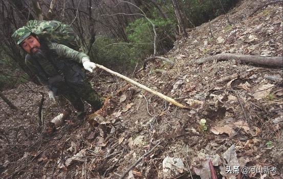 寻找野人的张金星现在如何,张金星神农架野人