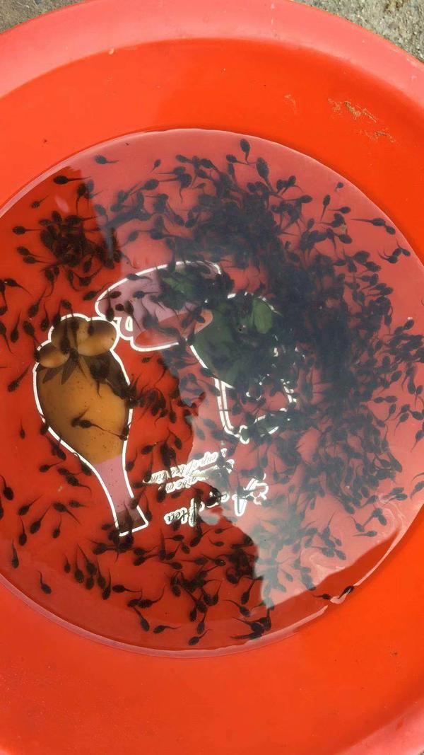 仙桃万蛙鸣青蛙养殖,青蛙养殖湖南省