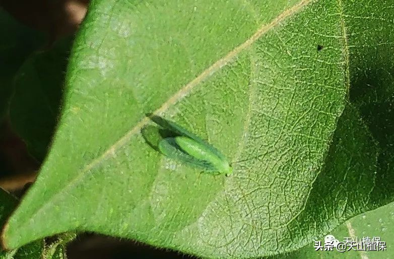 棉花病害怎么调查出来,棉花的病害分析