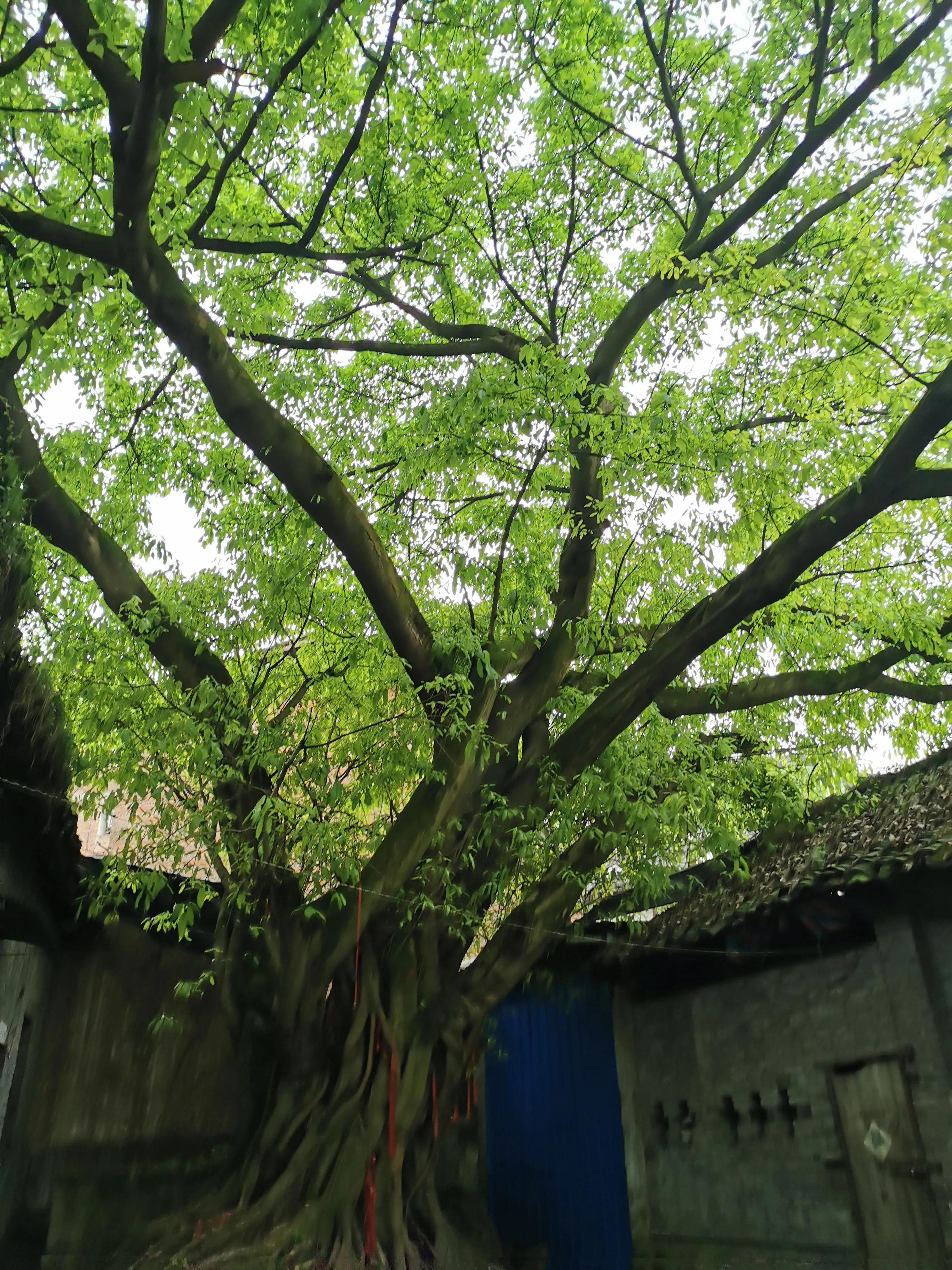 走马古镇全部图片,走马印象