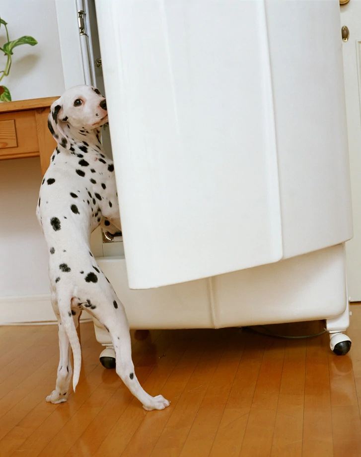 101斑点狗中哪些是亲生的狗狗,101斑点狗中涉及到的狗