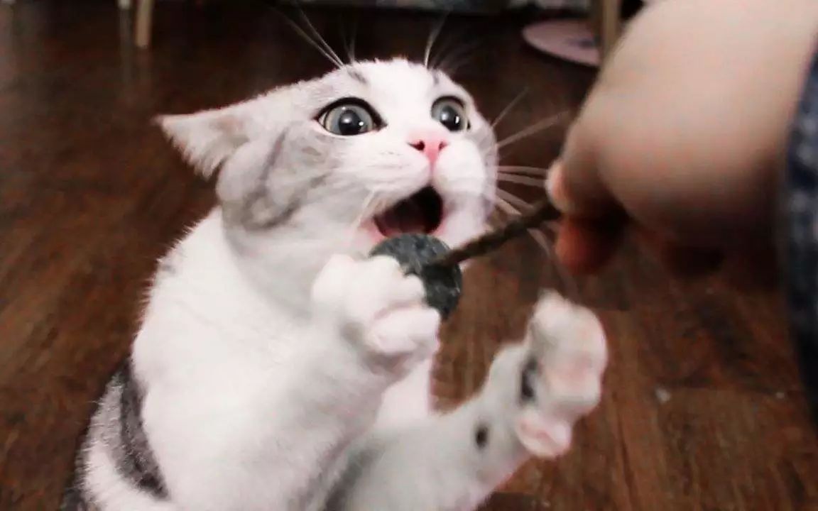 猫咪舔舐自己的伤口会怎么样,猫咪反复舔舐同一个部位是怎么了