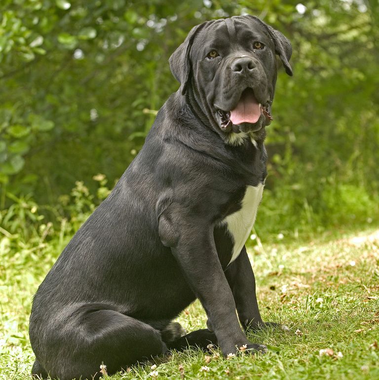 世界上最聪明的10种狗品种,世界上最罕见的十种狗品种